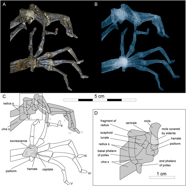 Hands and wrist of Darwinius masillae Hands and wrist of Darwinius masillae